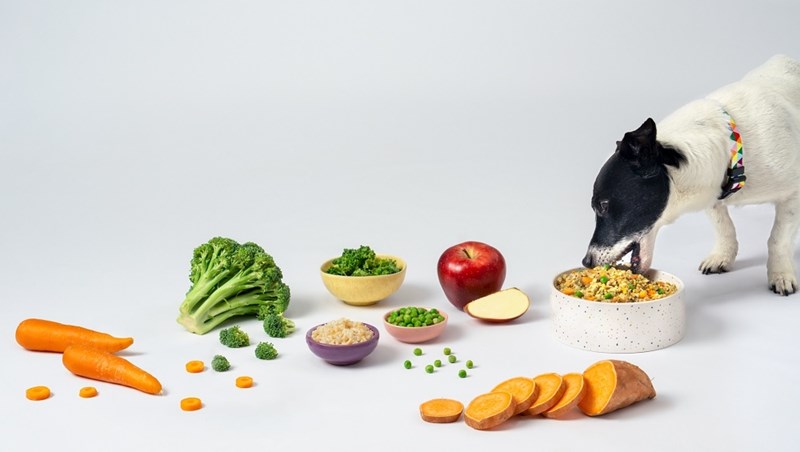 petchef 1 17.10.2024