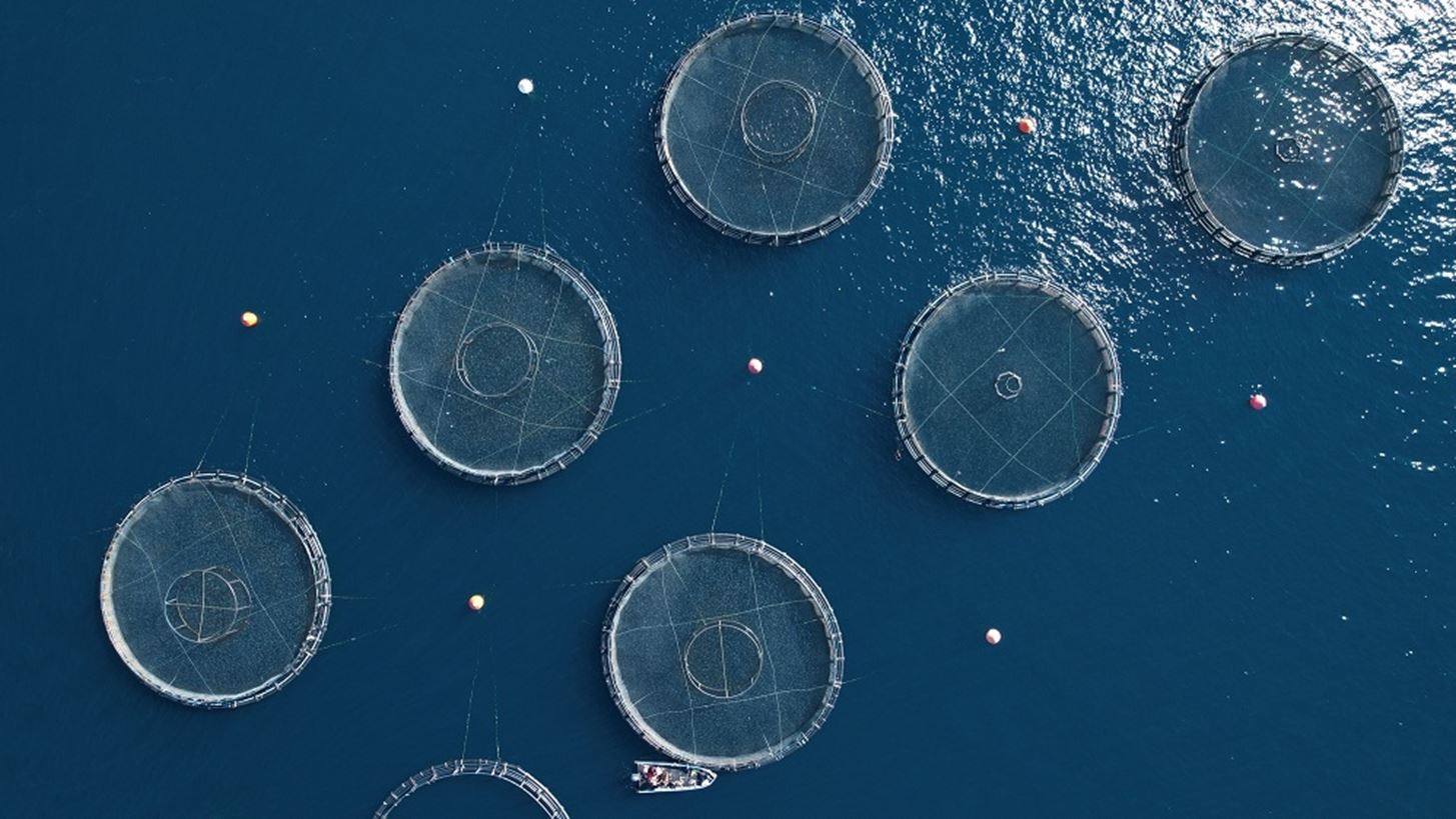 Ιχθυοκαλλιέργειες: Ο ρόλος της Avramar στη μείωση της ελληνικής παραγωγής και η είσοδος των Τούρκων εμπόρων στην Ελλάδα