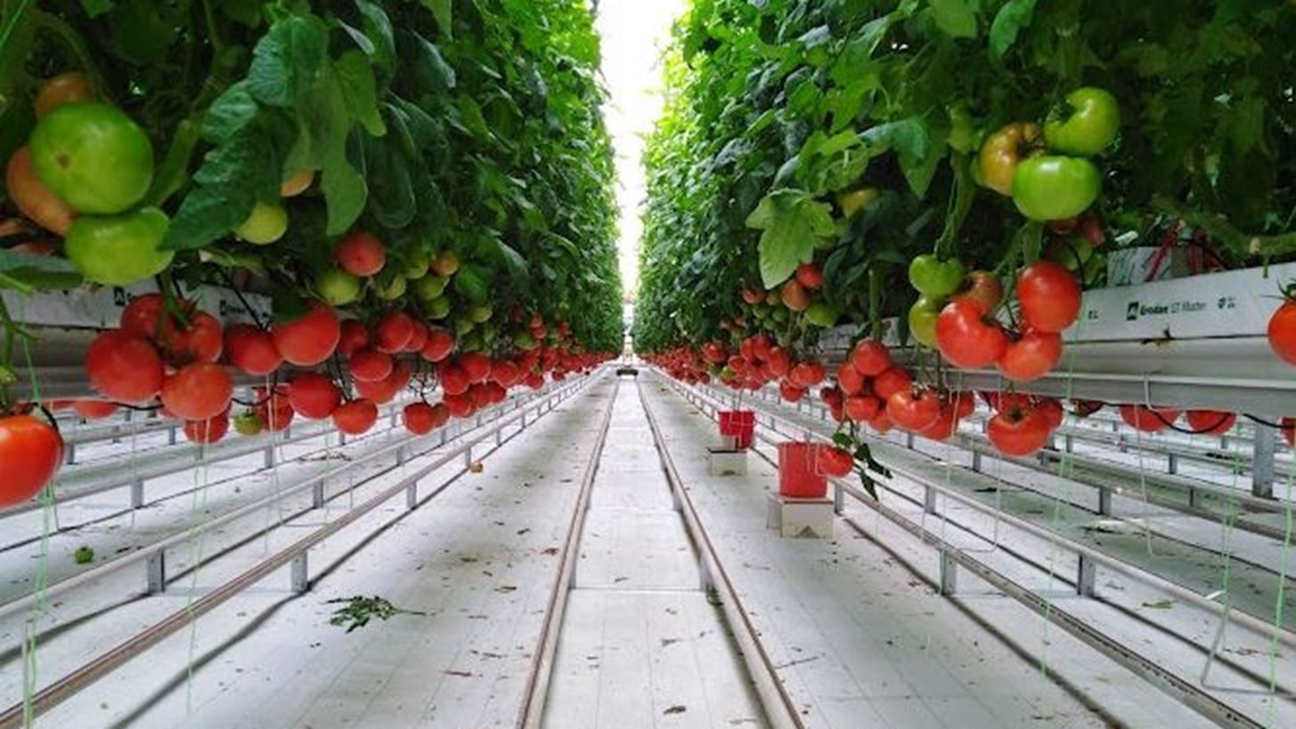 Θερμοκήπια Θράκης: Οι επενδύσεις των 36 εκατ. ευρώ και η νέα branded συνεργασία με την ΑΒ Βασιλόπουλος