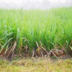 Ράλι 40% στην τιμή της ζάχαρης μέσα στο 2023