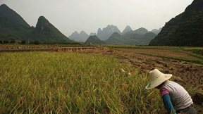 Ινδία και Ρωσία "βάζουν φωτιά" στις τιμές ρυζιού και ντίζελ