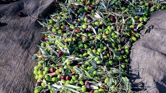 &#x3A3;&#x3C4;&#x3AC;&#x3C3;&#x3B7; &#x3B1;&#x3BD;&#x3B1;&#x3BC;&#x3BF;&#x3BD;&#x3AE;&#x3C2; &#x3B3;&#x3B9;&#x3B1; &#x3C4;&#x3BF;&#x3BD; &#x3BA;&#x3BB;&#x3AC;&#x3B4;&#x3BF; &#x3C4;&#x3B7;&#x3C2; &#x3B5;&#x3C0;&#x3B9;&#x3C4;&#x3C1;&#x3B1;&#x3C0;&#x3AD;&#x3B6;&#x3B9;&#x3B1;&#x3C2; &#x3B5;&#x3BB;&#x3B9;&#x3AC;&#x3C2; &#x3BA;&#x3B1;&#x3B9; &#x3C4;&#x3BF;&#x3C5; &#x3B5;&#x3BB;&#x3B1;&#x3B9;&#x3BF;&#x3BB;&#x3AC;&#x3B4;&#x3BF;&#x3C5; &#x3BC;&#x3B5; &#x3C6;&#x3CC;&#x3BD;&#x3C4;&#x3BF; &#x3C4;&#x3BF;&#x3C5;&#x3C2; &#x3B4;&#x3B1;&#x3C3;&#x3BC;&#x3BF;&#x3CD;&#x3C2; &#x3A4;&#x3C1;&#x3B1;&#x3BC;&#x3C0;